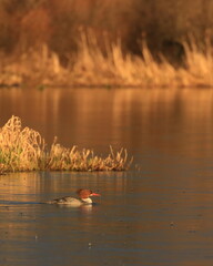 Female Common Merganser swimming on a lake in evening sun with rain falling in Victoria, British Columbia, Canada.