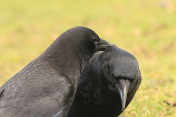 American Crow grooming another crow with green background  in Victoria, British Columbia, Canada.