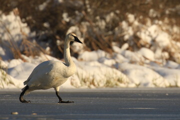 Trumpeter Swan walking across frozen lake with snowy background in Victoria, British Columbia, Canada.