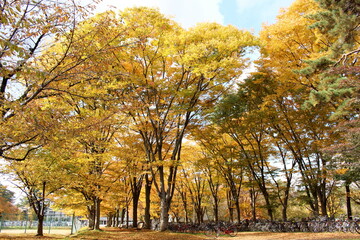 秋の公園　自転車置き場