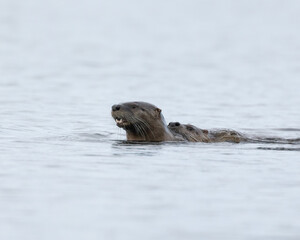 Naklejka premium Pair of North American River Otters mating while swimming (or just catching a ride) in Victoria, British Columbia, Canada.