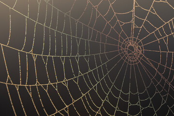 A spiderweb lit and popping off a dark background with rainbow light colours on the dew in Victoria, British Columbia, Canada.