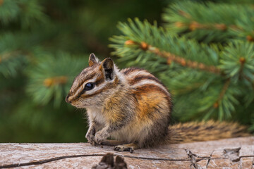 Chipmunk sitting on log with pine branch background