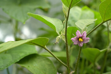 A close-up photo of an eggplant flower against a backdrop of green leaves in a greenhouse. The delicate purple blossom stands out vibrantly amid the lush foliage, illuminated by soft, natural light