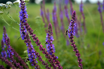 A close-up shot of blooming sage flowers with a bee collecting nectar