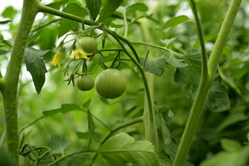 A close-up photo of a cluster of green tomatoes against a backdrop of green leaves in a greenhouse. The unripe tomatoes hang together, nestled among the lush foliage, bathed in soft, natural light