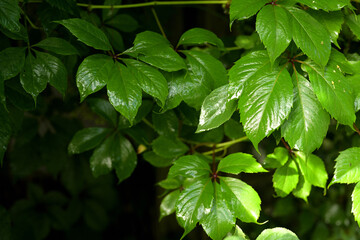 A close-up shot of lush green Virginia creeper (Parthenocissus quinquefolia) leaves, showcasing...