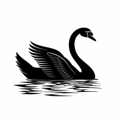 black swan on the water