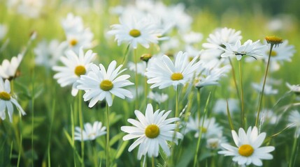 Fototapeta premium Daisy Show the cheerful simplicity of daisies in a meadow or garden, with their white petals and yellow centers.