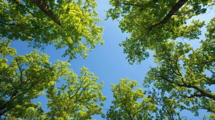 Fototapeta premium Trees viewed from below with a clear blue sky behind
