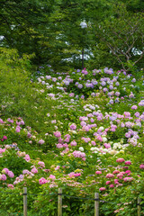 紫陽花の咲く丘（茶屋ヶ坂公園　愛知県名古屋市）