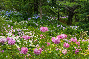 Fototapeta premium 紫陽花の咲く丘（茶屋ヶ坂公園 愛知県名古屋市）