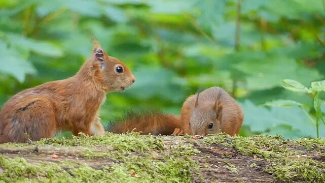 Slow motion footage of a pair of Eurasian red squirrels searching for food on a fallen tree trunk