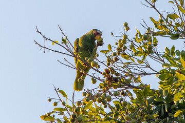 El sabor de los frutos, Loros