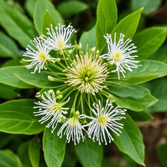white flower in the garden