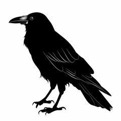 crow on a white background