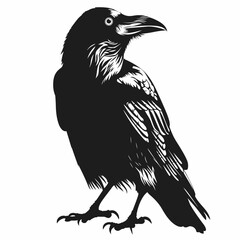 eagle on a white background