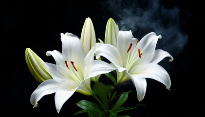 White lilies on a black background