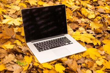 laptop in the autumn forest