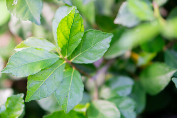 Close-up of green leaves on a plant