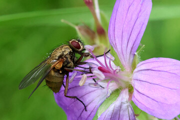 Fly