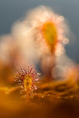 Small English sundew with artistic bokeh