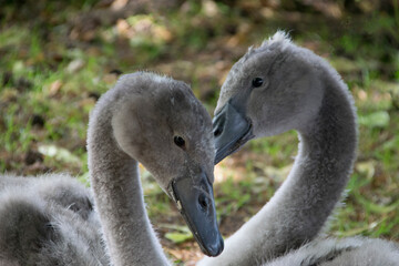 Junge Höckerschwäne