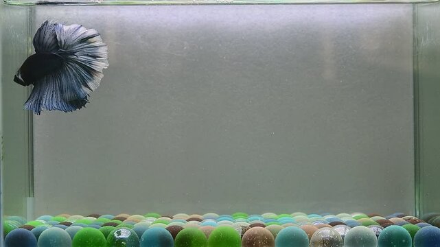 Betta fish Fancy Royal Blue Devil White Rim Halfmoon from Thailand, Siamese fighting fish isolated on Grey Background