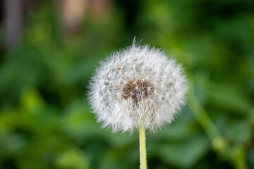 Close-up of dandelion seed heads against a green leafy background.