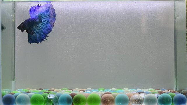Betta fish Fancy Royal Blue Devil Halfmoon from Thailand, Siamese fighting fish isolated on Grey Background