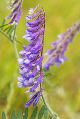 Vetch, vicia cracca, fodder and medicinal plants in the meadow