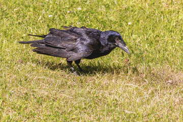 Black Crow Foraging In A Green Meadow On A Hot Summer Day