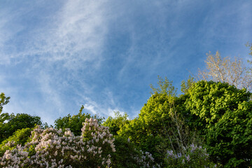 Green and flowering trees under a clear blue sky.