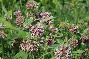 common Milkweed