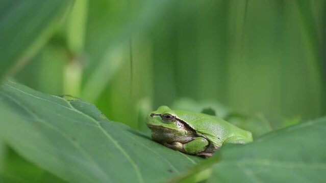 Side profile of green Japanese treefrog sitting on leaf