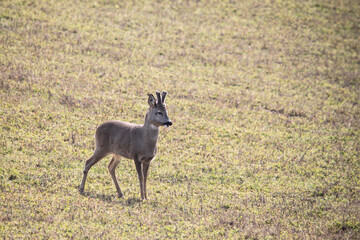 Male roe deer in late winter, velvet antlers highlight seasonal changes. A serene depiction of wildlife adapting to the changing seasons, ideal for educational and environmental contexts.