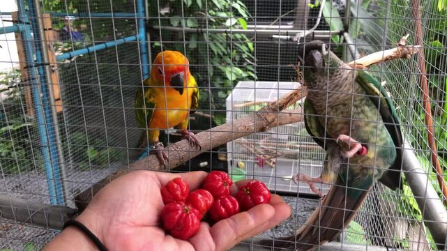 Red cherries in the owner's hand, are Sun conures bird and Green check bird waiting to eat in the cage behind