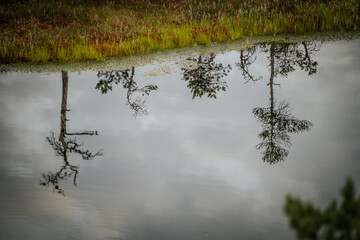 A serene swamp landscape featuring reflective water surrounded by green vegetation and trees. The peaceful scene captures the natural beauty and stillness of the wetland environment.