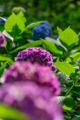 Obraz premium 梅雨の晴れ間に咲く紫陽花 