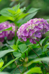 梅雨の晴れ間に咲く紫陽花

