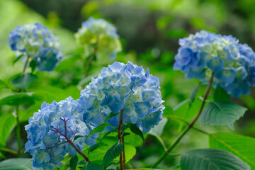 梅雨の晴れ間に咲く紫陽花
