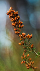 Bruyères et fougères, dans la forêt des Landes de Gascogne, en automne