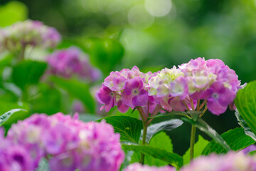 Fototapeta premium 梅雨の晴れ間に咲く紫陽花 