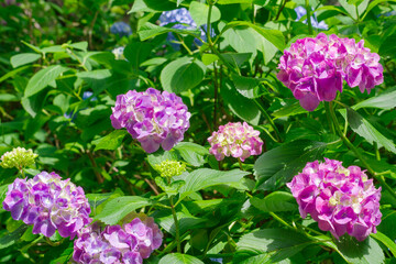 梅雨の晴れ間に咲く紫陽花
