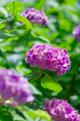Fototapeta premium 梅雨の晴れ間に咲く紫陽花 
