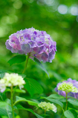 Fototapeta premium 梅雨の晴れ間に咲く紫陽花 