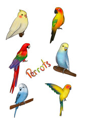 set of parrots