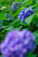 梅雨の晴れ間に咲く紫陽花
