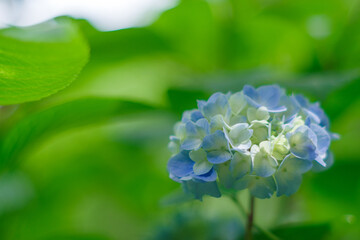 梅雨の晴れ間に咲く紫陽花
