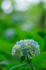 梅雨の晴れ間に咲く紫陽花
